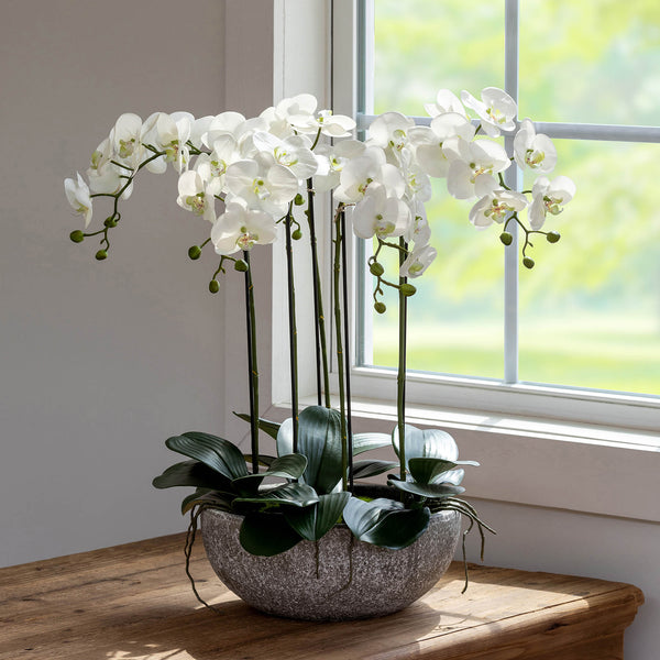Phalaenopsis Orchid Plant in Concrete Bowl EBQ10151 Park Hill