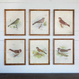 Vintage Bird Framed Prints, Set of 6 EWA80978 Park Hill