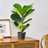 Christopher Knight Home® - Noble House - Socorro 2' X 1' Artificial Tabletop Fiddle-Leaf Fig Tree, Green