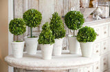 Park Hill Collection of Boxwood Topiaries - Set of 6 Assorted Sizes EBD80076