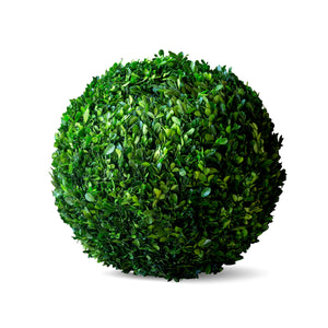 Preserved Boxwood Ball, 16" EBD80085 Park Hill