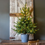 Potted Porch Fir Tree, Lighted XPQ01057 Park Hill