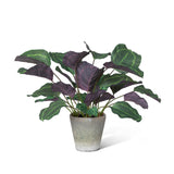 Calathea Plant, Potted, Green EBQ26110 Park Hill