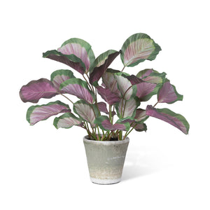 Calathea Plant, Potted, Pink Green EBQ26109 Park Hill