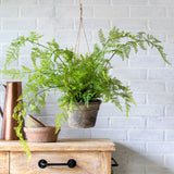 Potted Hanging Fern, Large EBQ26092 Park Hill