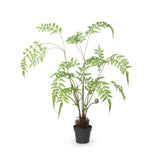 Park Hill Forest Fern Plant in Growers Pot EBQ20557