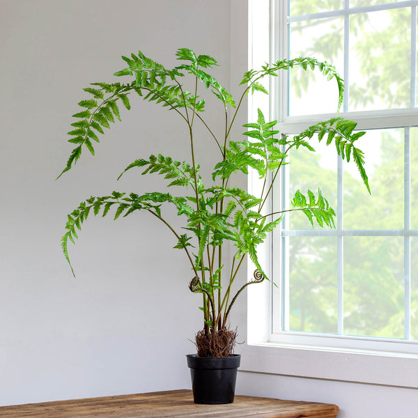 Park Hill Forest Fern Plant in Growers Pot EBQ20556