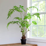 Park Hill Forest Fern Plant in Growers Pot EBQ20556