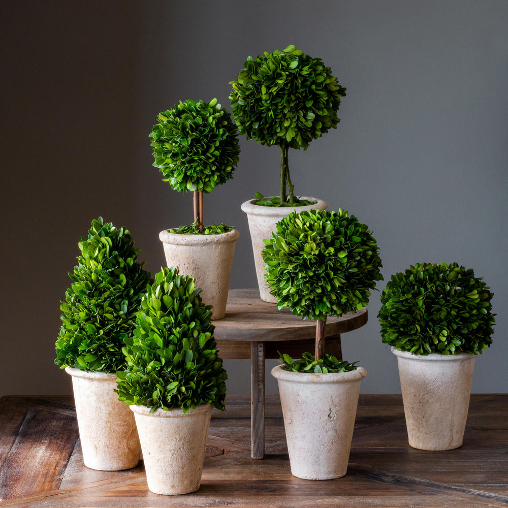 Park Hill Collection of Boxwood Topiaries - Set of 6 Assorted Sizes EBD80076