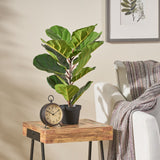 Christopher Knight Home® - Noble House - Socorro 2' X 1' Artificial Tabletop Fiddle-Leaf Fig Tree, Green