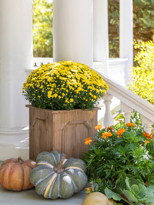 Park Hill Reclaimed Wood Medallion Planters ECM82312