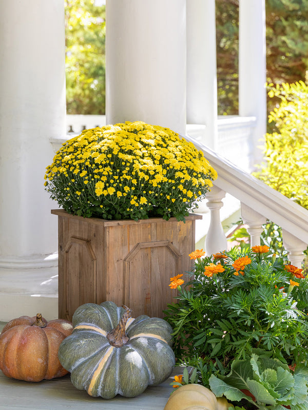 Park Hill Reclaimed Wood Medallion Planters ECM82312