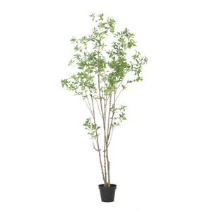 English Elm 240cmartificial Pieris Tree Lifelike Cascading Foliage Tall Indoor Botanical Accent 74348.00