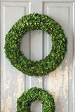 Preserved Boxwood Wreath, Large EBD80094 Park Hill