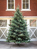 Park Hill Blue Spruce Christmas Tree, 12' XPQ82167 Park Hill