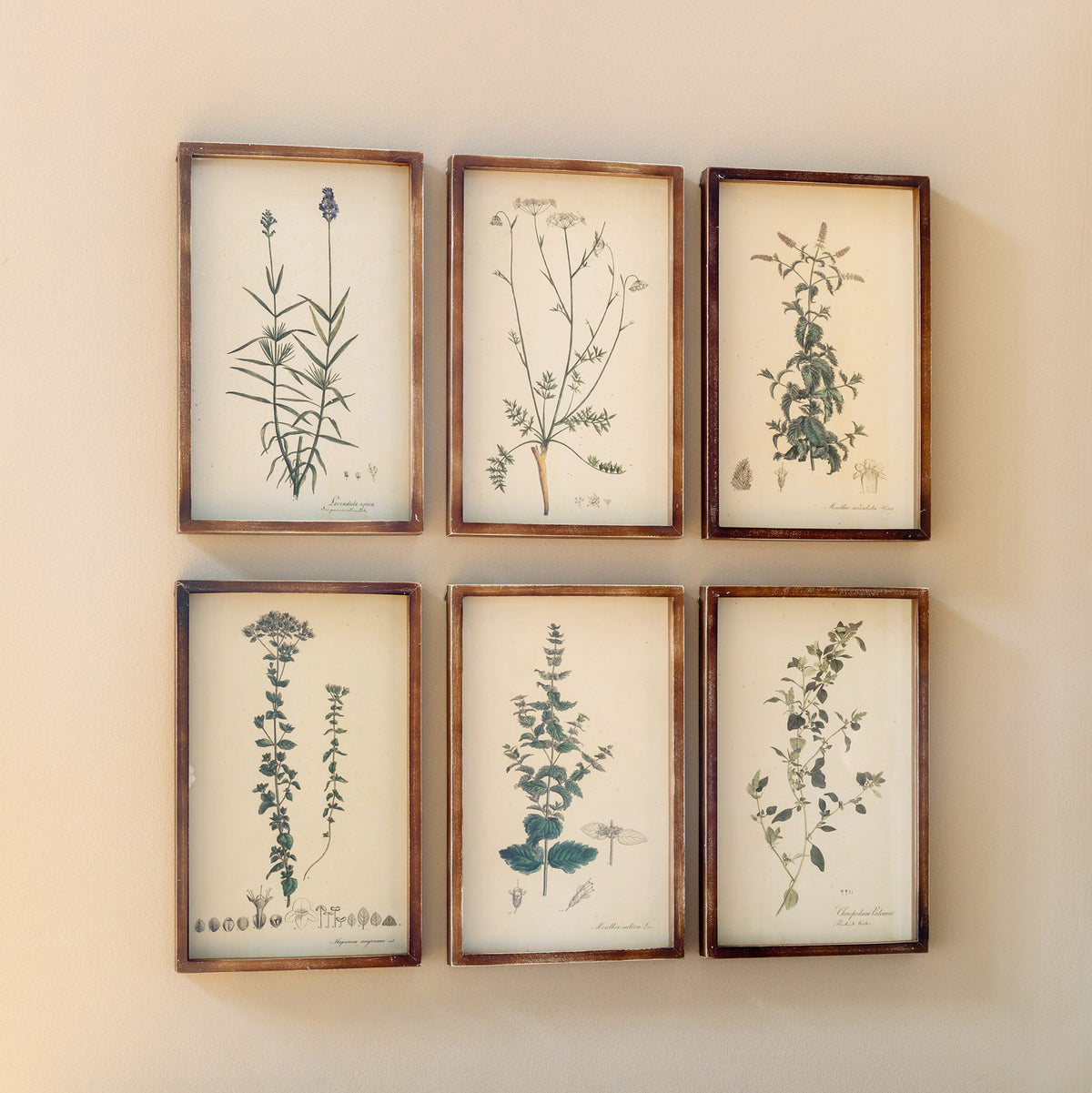 Collected Vintage Botanical Framed Prints Set of 6 – Elegant Shadowbox