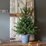 Potted Porch Fir Tree, Lighted XPQ01057 Park Hill