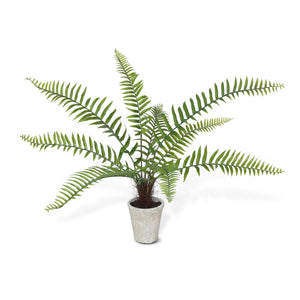 Flat Fern, Potted EBQ26107 Park Hill
