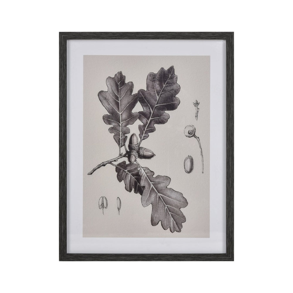Atlas Foliage I Elegant Botanic Wall Art - Framed Charcoal Oak Branch Sketch for Modern Interiors WA11051-01