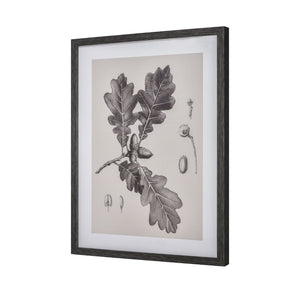 Atlas Foliage I Elegant Botanic Wall Art - Framed Charcoal Oak Branch Sketch for Modern Interiors WA11051-01