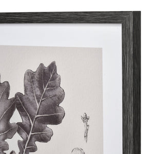 Atlas Foliage I Elegant Botanic Wall Art - Framed Charcoal Oak Branch Sketch for Modern Interiors WA11051-01