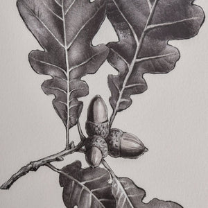 Atlas Foliage I Elegant Botanic Wall Art - Framed Charcoal Oak Branch Sketch for Modern Interiors WA11051-01