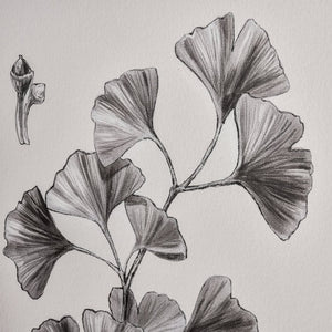 Atlas Foliage II Framed Wall Art - Elegant Ginkgo Drawing in Charcoal for Modern Home Decor, Ivory WA11051-02