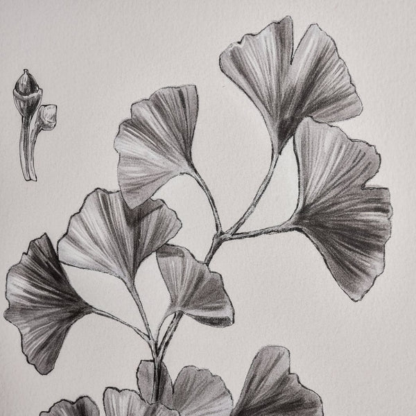 Atlas Foliage II Framed Wall Art - Elegant Ginkgo Drawing in Charcoal for Modern Home Decor, Ivory WA11051-02
