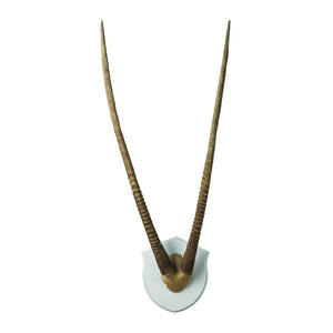 Atlas Gazelle Horns Dimensional Wall Art - Striking Sculptural Accent for Modern and Rustic Décor Spaces Ecru WA11058-02