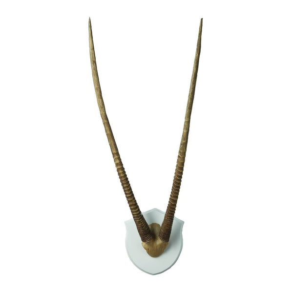 Atlas Gazelle Horns Dimensional Wall Art - Striking Sculptural Accent for Modern and Rustic Décor Spaces Ecru WA11058-02