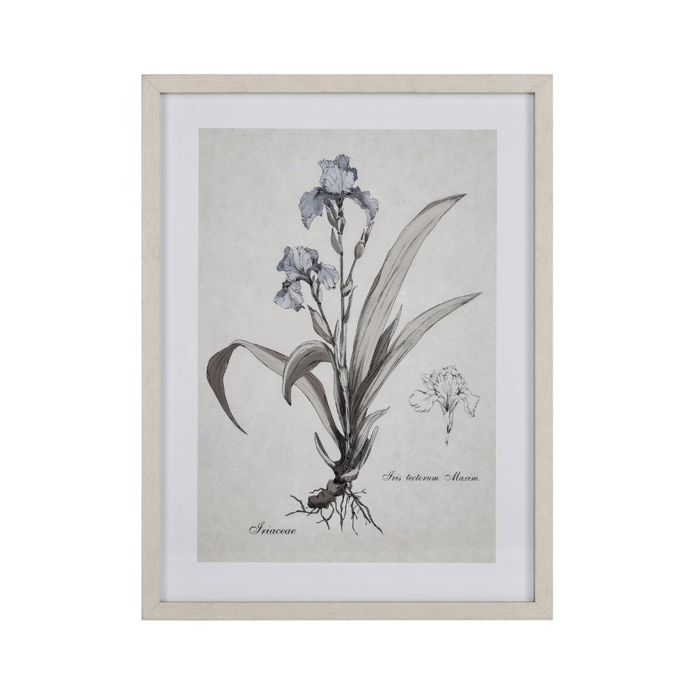 Atlas Stems Framed Watercolor Wall Art - Elegant Iris in Soft Cream Tones for Any Modern Home Decor WA11152-01