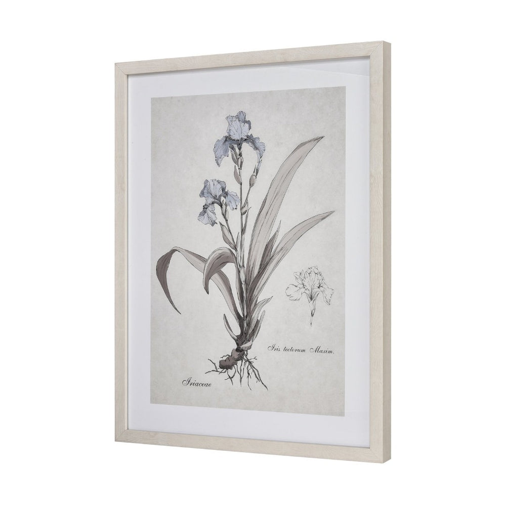 Atlas Stems Framed Watercolor Wall Art - Elegant Iris in Soft Cream Tones for Any Modern Home Decor WA11152-01