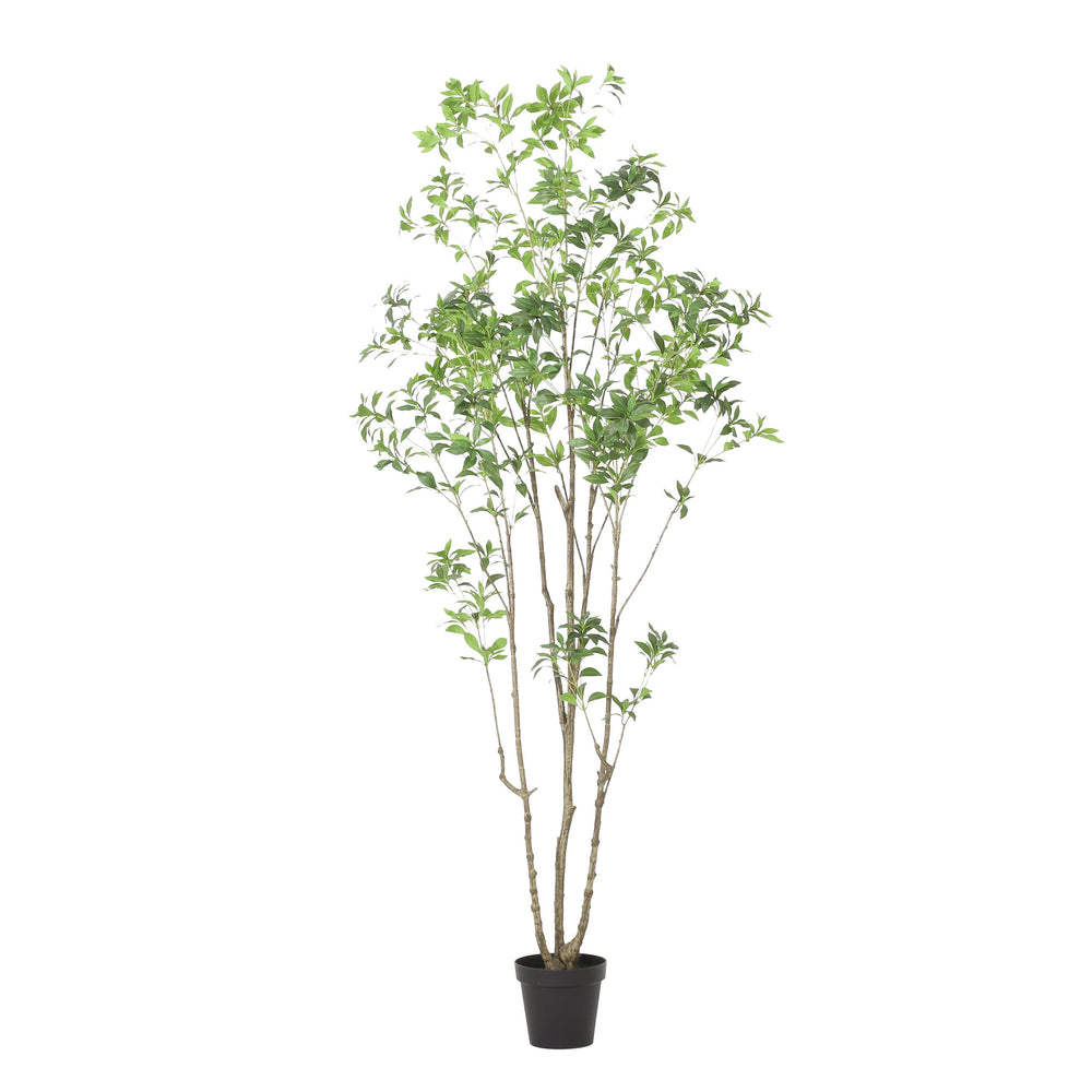 English Elm 240cmartificial Pieris Tree Lifelike Cascading Foliage Tall Indoor Botanical Accent 74348.00