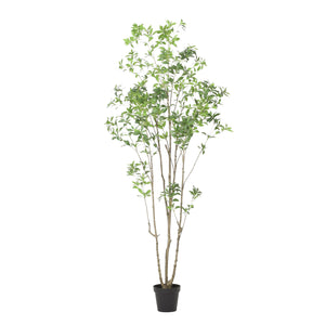 English Elm 240cmartificial Pieris Tree Lifelike Cascading Foliage Tall Indoor Botanical Accent 74348.00