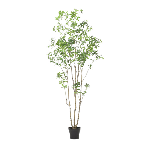 English Elm 240cmartificial Pieris Tree Lifelike Cascading Foliage Tall Indoor Botanical Accent 74348.00