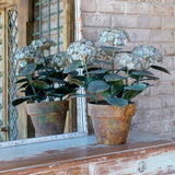 Park Hill Aged Metal Potted Hydrangea EAB90100