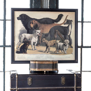 Domestic Dogs Framed Print EWA90364 Park Hill