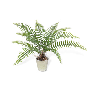 Large Flat Fern, Potted EBQ26108 Park Hill