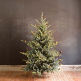 Park Hill Blue Spruce Christmas Tree, 7.5' XPQ82168 Park Hill