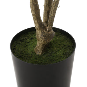 English Elm 210cmartificial Pieris Tree Nearly 7 Foot Faux Indoor Statement Plant Iron Frame 74346.00