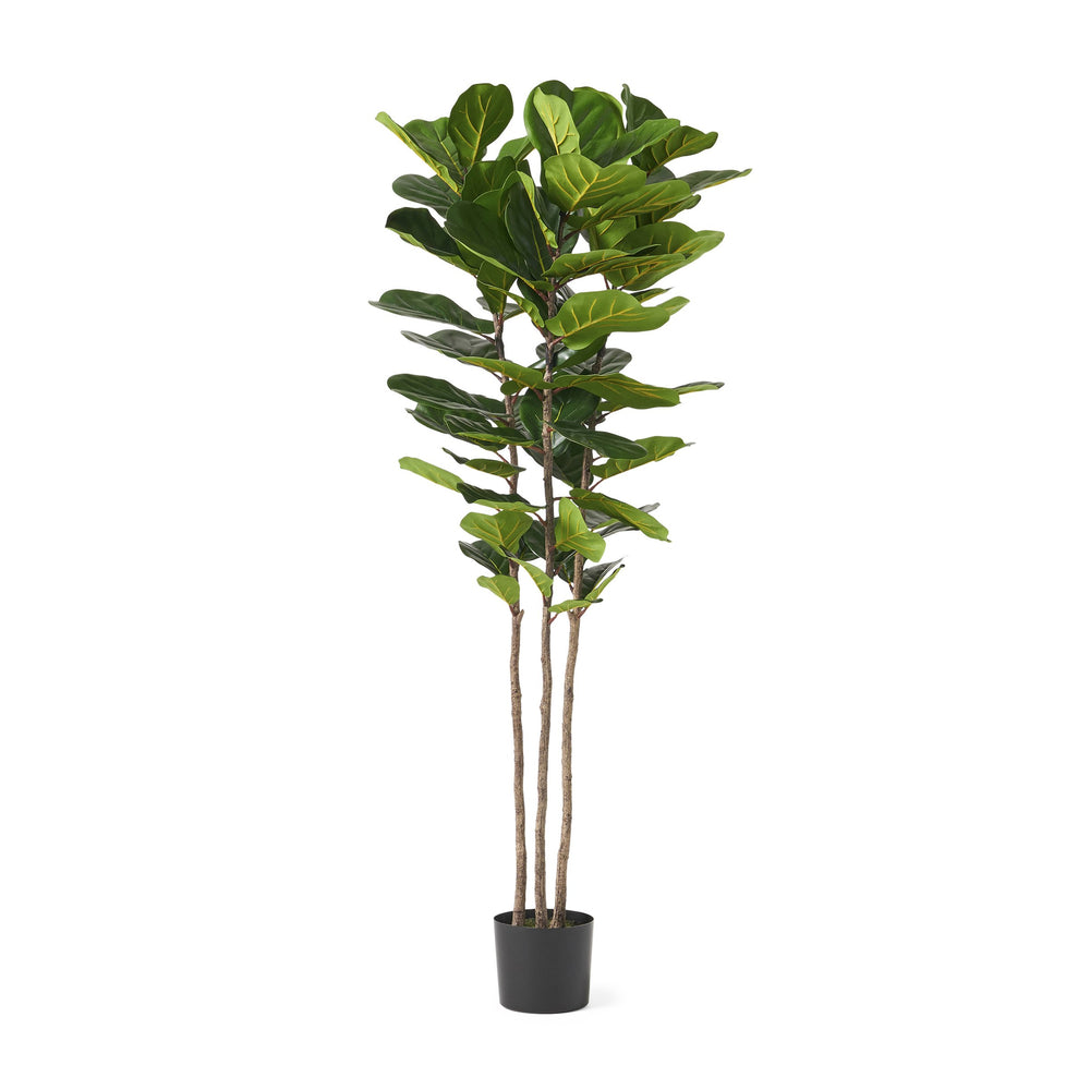 English Elm 180cm Artificial Fiddle Leaf Fig Tree 72 Leaves Faux Botanical Indoor Decor 70522.00