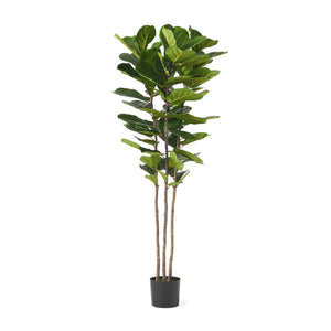 English Elm 180cm Artificial Fiddle Leaf Fig Tree 72 Leaves Faux Botanical Indoor Decor 70522.00