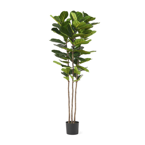 English Elm 180cm Artificial Fiddle Leaf Fig Tree 72 Leaves Faux Botanical Indoor Decor 70522.00