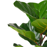 Socorro 2' x 1' Artificial Tabletop Fiddle-Leaf Fig Tree, Green Noble House