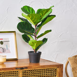 Socorro 2' x 1' Artificial Tabletop Fiddle-Leaf Fig Tree, Green Noble House