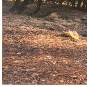 Yosemite Home Decor Morning In Paradise 3120031-YHD