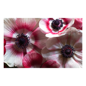 Yosemite Home Decor Anemone I 3120105-YHD