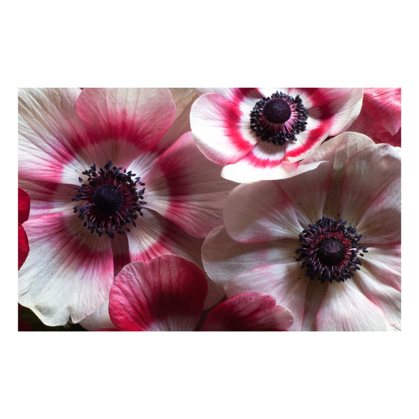Yosemite Home Decor Anemone I 3120105-YHD