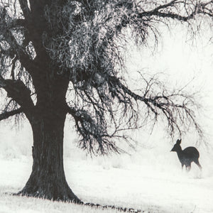 Yosemite Home Decor Winter’s Morning Fog II 3220009-YHD