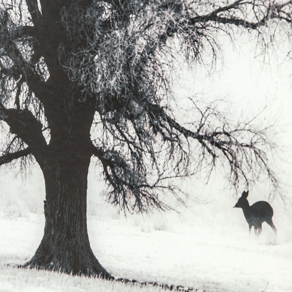 Yosemite Home Decor Winter’s Morning Fog II 3220009-YHD